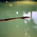 05686-12sabrinapool.jpg
